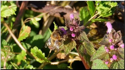 Anthophora sp.